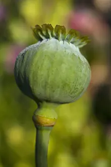 Papaver: Poppy, Papaver, Close up of green seed pod growing
