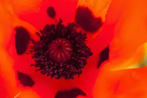 Papaver: Poppy, Papaver, Close up of red coloured flower