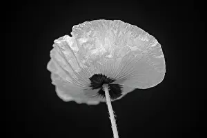 Monotone: Poppy, Papaver commutatum Ladybird, black and white flower