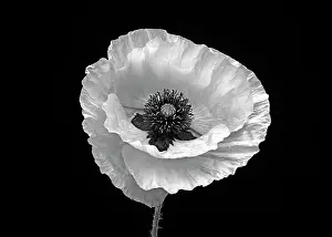 Monotone: Poppy, Papaver commutatum Ladybird, black and white flower