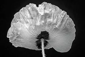 Monotone: Poppy, Papaver commutatum Ladybird, black and white flower
