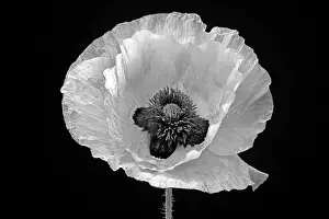 Monotone: Poppy, Papaver commutatum Ladybird, black and white flower