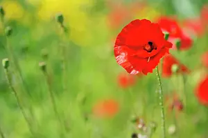 Ordinary: Poppy, Papaver commutatum Ladybird, red flowers amongst ot
