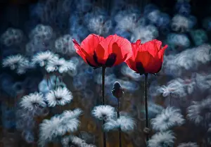 Combination: Poppy