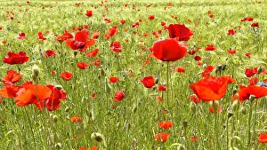 Grain: Poppy (Papaver) flowering strip in grain field
