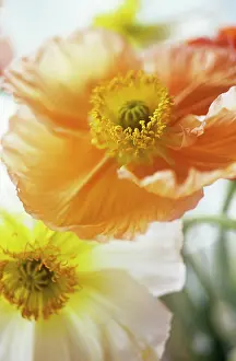 Croceum: Poppy