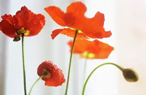 Crumpled: Poppy