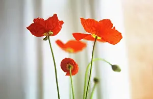 Crumpled: Poppy