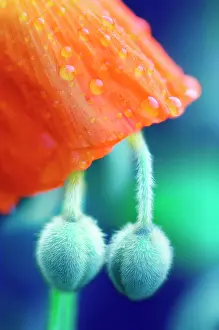 Comedy: Poppy