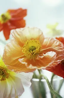 Vase: Poppy