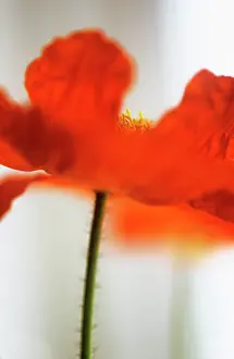 Away: Poppy