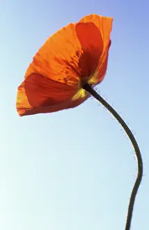 Downy: Poppy