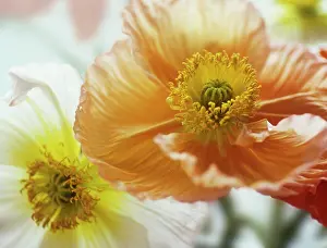 Carefree: Poppy