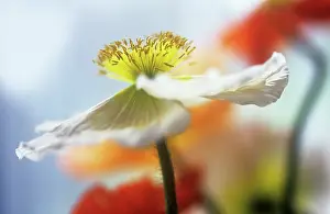Curved: Poppy