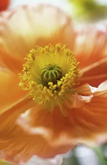 Splendid: Poppy