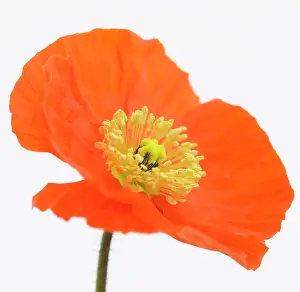 Croceum: Poppy