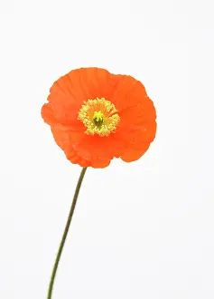 Croceum: Poppy