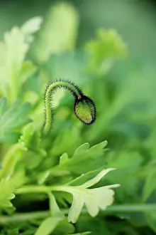 Croceum: Poppy