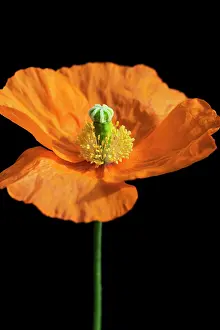Croceum: Poppy