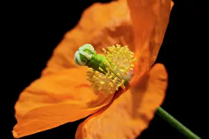 Croceum: Poppy