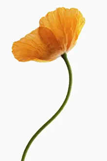 Croceum: Poppy