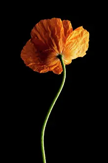 Unexplained: Poppy