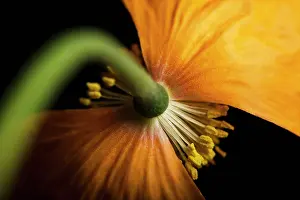 Croceum: Poppy