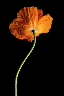 Unexplained: Poppy