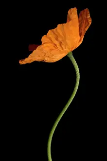Croceum: Poppy