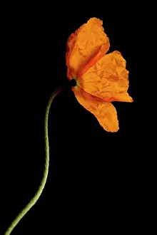 Croceum: Poppy