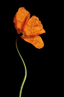 Croceum: Poppy