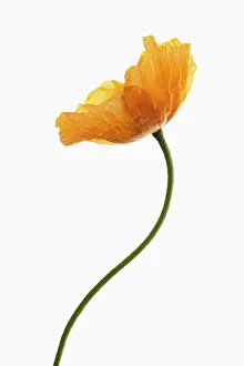 Croceum: Poppy