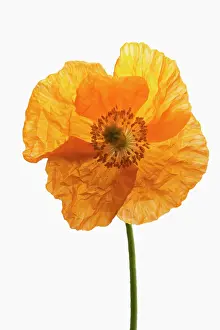 Croceum: Poppy