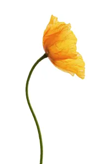 Croceum: Poppy