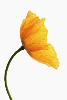 Croceum: Poppy