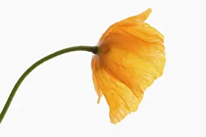 Unhappy: Poppy