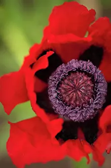 Optimism: Poppy