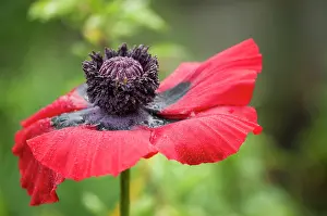 Caucasus: Poppy