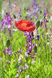 Belguim: Poppy