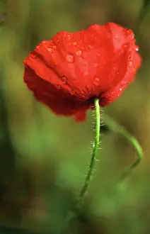 Aloof: Poppy