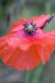 Drenched: Poppy