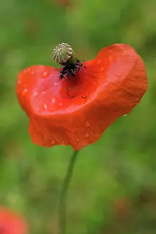 Skirt: Poppy