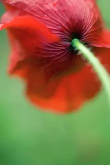 Aloof: Poppy