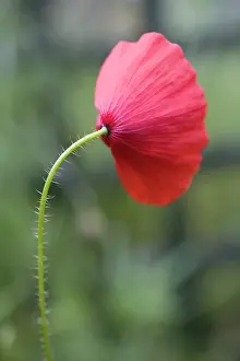 Aloof: Poppy