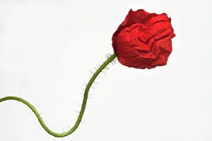 Erotic: Poppy