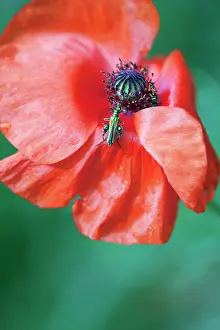 Nobilis: Poppy