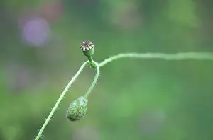 Strengthen: Poppy