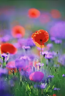 Aloof: Poppy