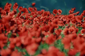 Blissful: Poppy