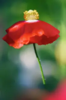 Skirt: Poppy
